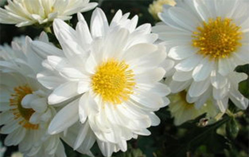 �׾ջ��Ĺ�Ч������ �Ȱ׾ջ���ĺô�